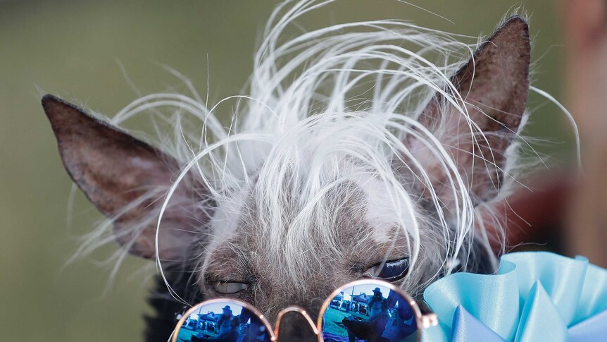 A grey dog with white hair wears sunglasses at the World's Ugliest Dog contest.