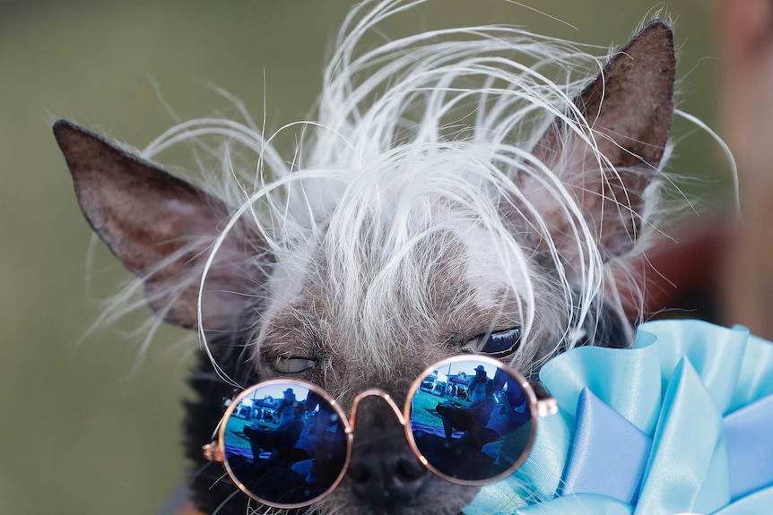 A grey dog with white hair wears sunglasses at the World's Ugliest Dog contest.
