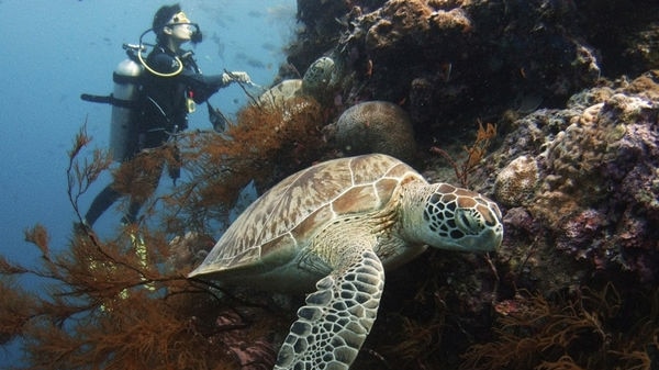 Green turtle library shot