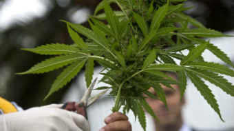 A person in a lab coat trims a cannabis plant.
