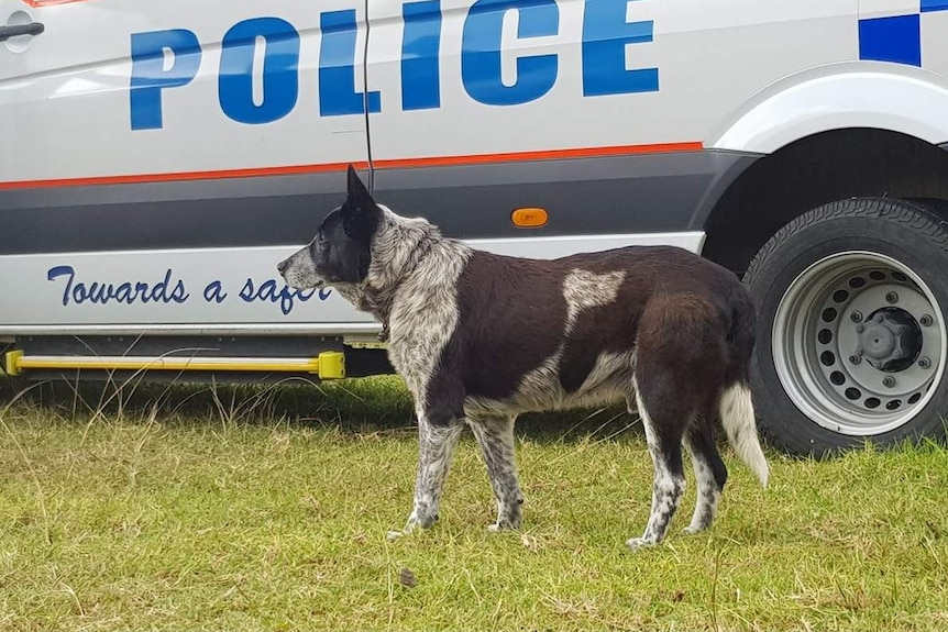 Max the blue heeler standing beside a police car