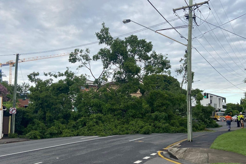 A large tree fallen across Sandgate Road at Clayfield.