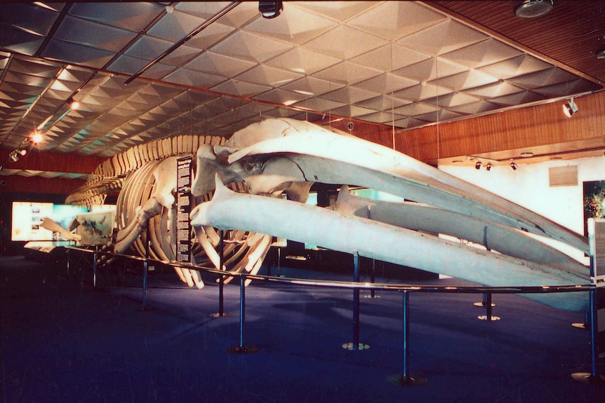 The whale skeleton hangs at the old WA Museum, with its top very close to the roof. It looks cramped.