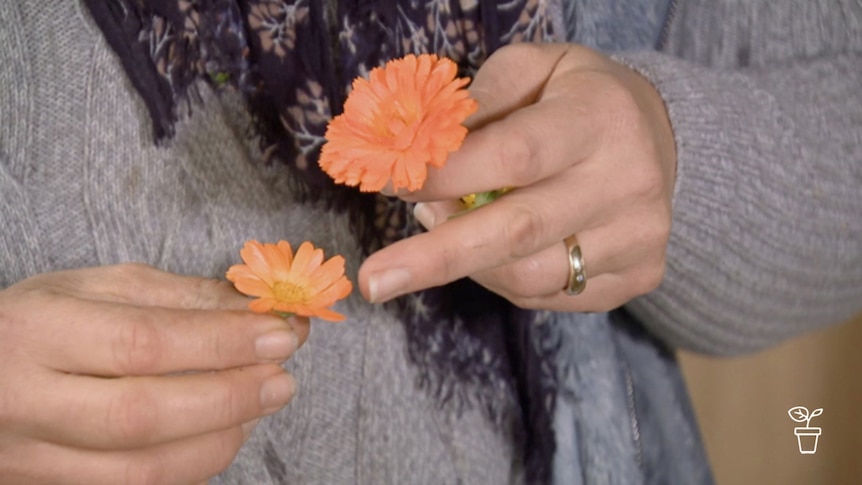 Person holding one orange flower in each hand