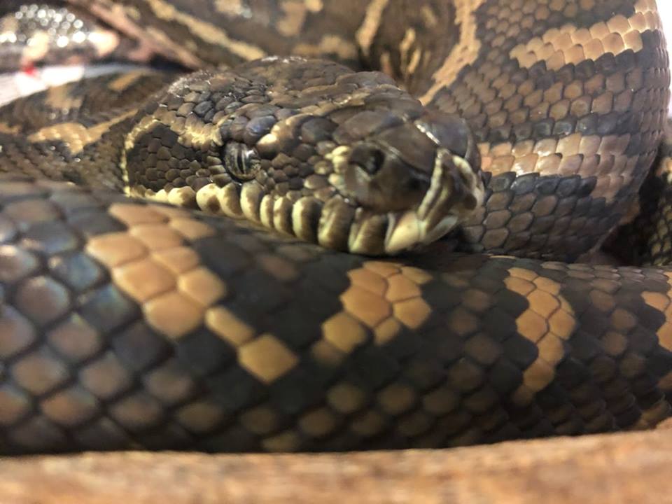 body python nike