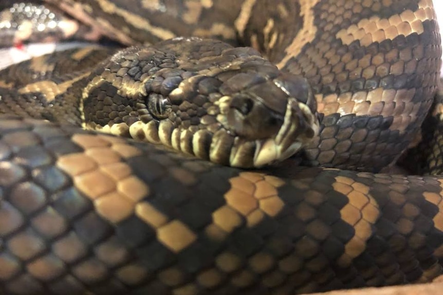 A carpet python resting its head on its own body