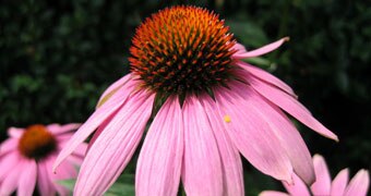 Echinacea flower