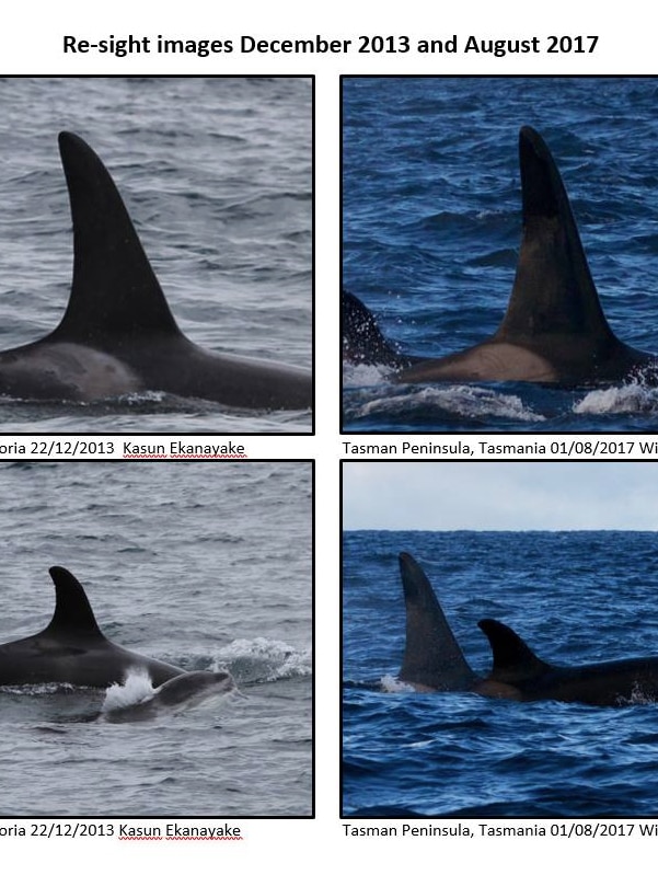 Photos comparing killer whale fins