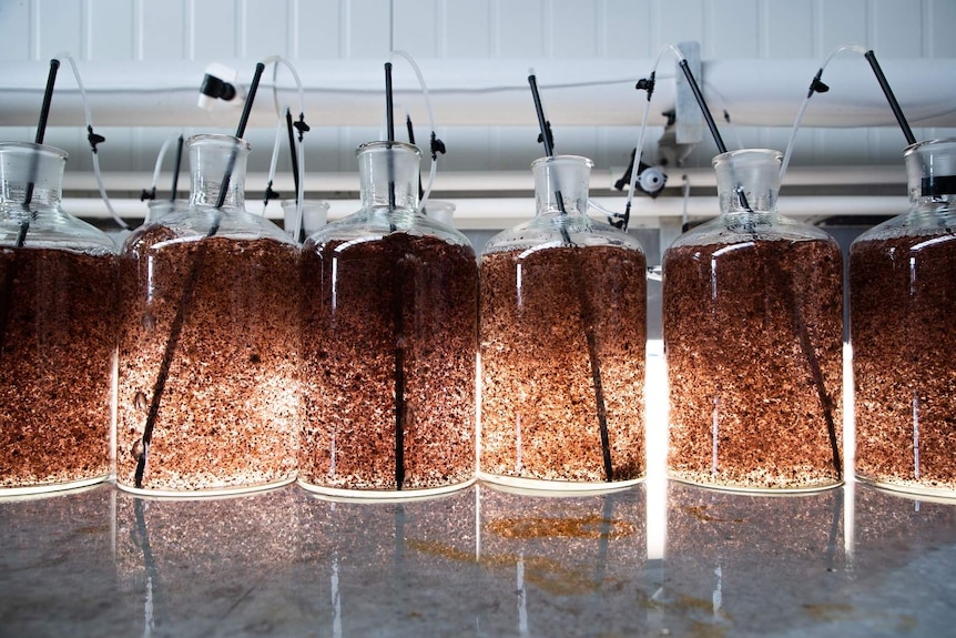 A range of jars full of seaweed.