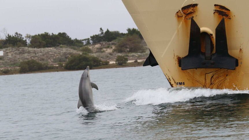 A dolphin jumping out of the water in front of a ship