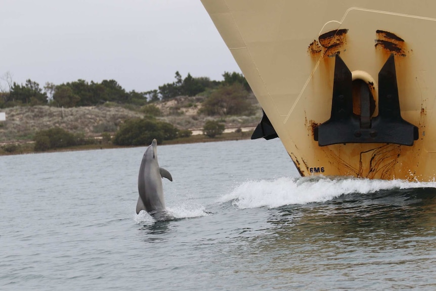 A dolphin jumping out of the water in front of a ship