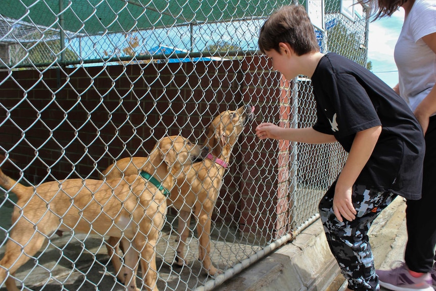 Young boy greets two dogs in a wire enclosure