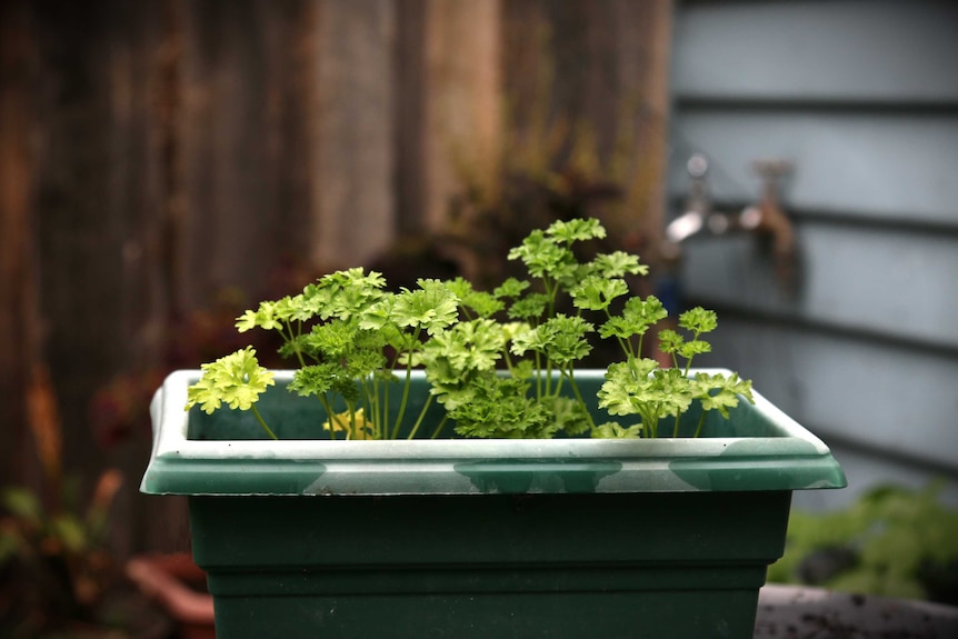 Parsley growing in a green pot, representing a DIY vegetable garden that doesn't require a backyard.