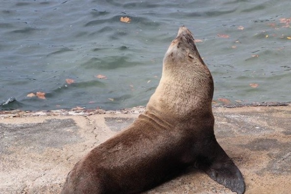 A seal near water.