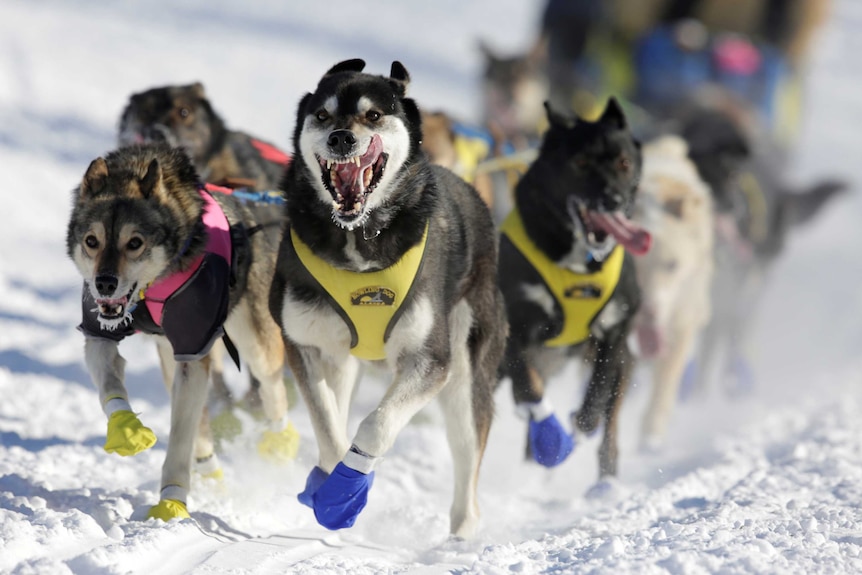 A team of dogs running during the Iditarod sled race