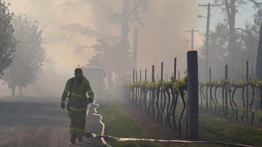 A firefighter walks past grapevines in the smoke.