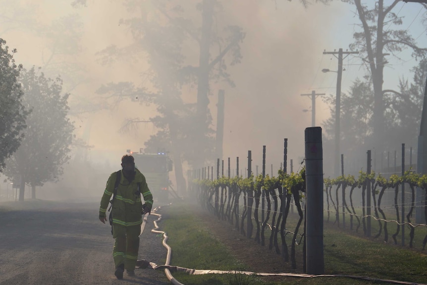 A firefighter walks past grapevines in the smoke.