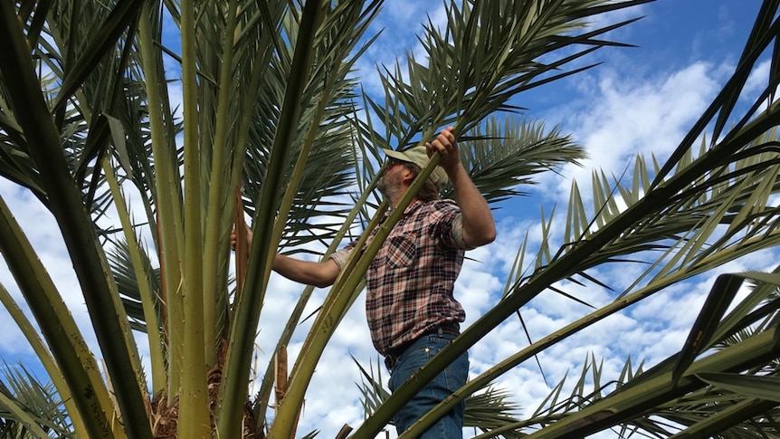 Dave Reilly climbing one his date palms.