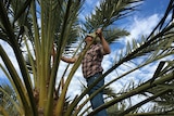 Dave Reilly climbing one his date palms.