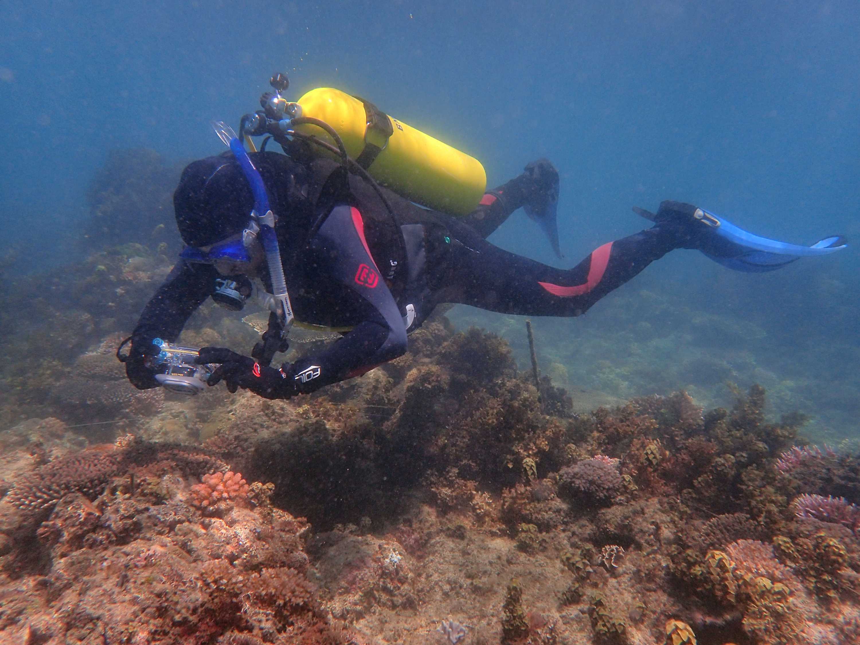 Coral Research Breakthrough Could Save Great Barrier Reef - ABC News