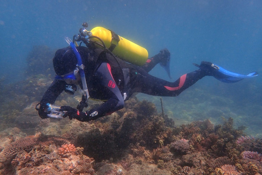 Scuba diver photographs coral