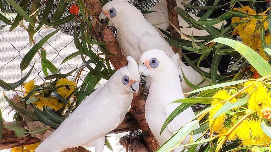 White corellas in a tree