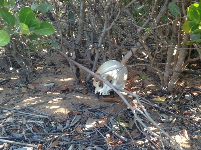 The skull, hidden by Chris Johnson, who wrote: "Called the Po Po... They want me to hide it!"