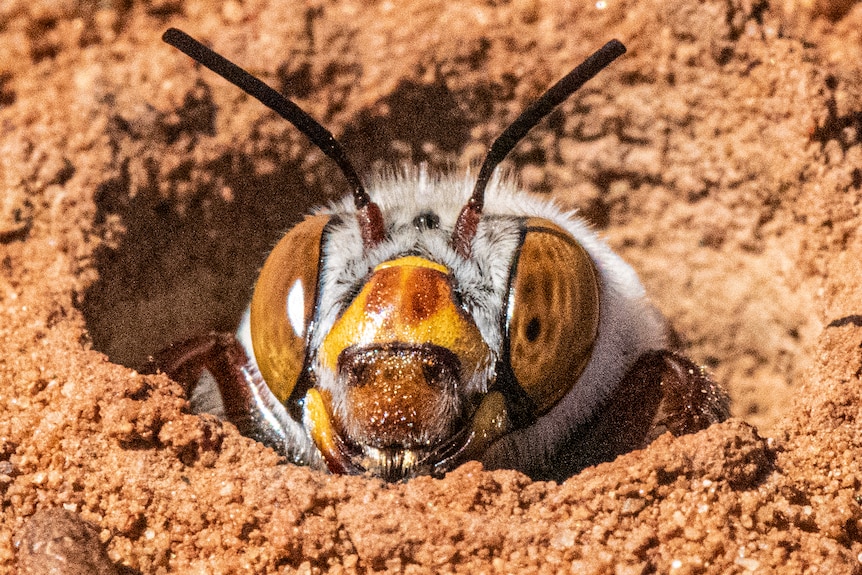 The orange head of a burrowing bee emerging from underground