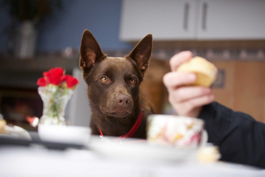 Another red kelpie playing Koko in the dramatised documentary Koko: A Red Dog Story.