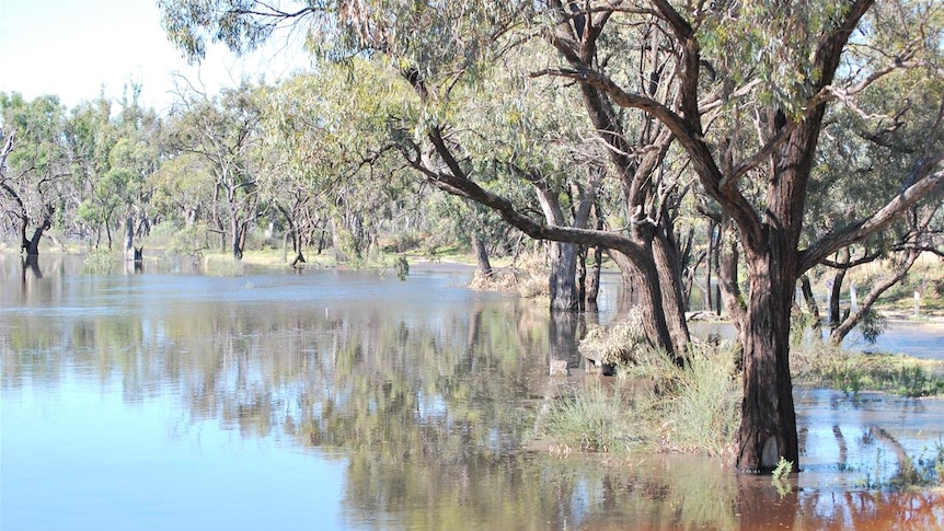 Locals said the water level in the Wimmera River was rising steadily