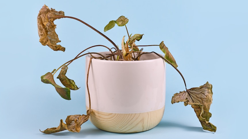 A dead pot plant in a white pot.