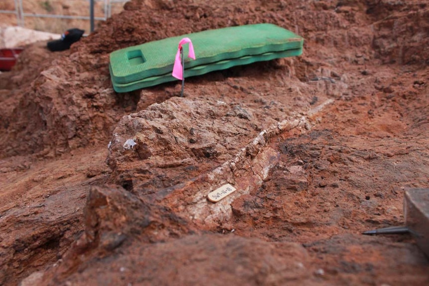 Giant megafauna bone visible in the ground