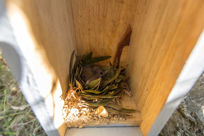 Western Possums in a nest box