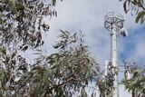 A mobile tower behind gum leaves in Numeralla, NSW