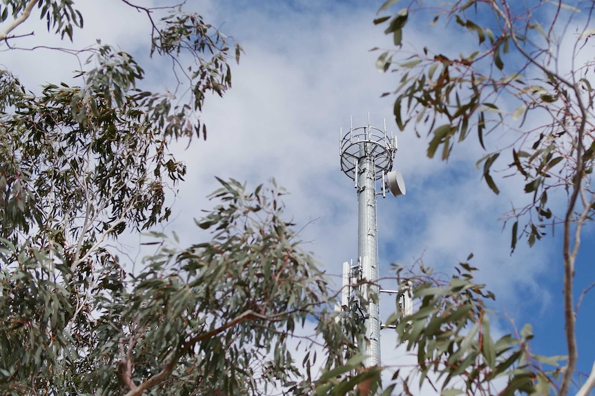 A mobile tower behind gum leaves against a cloudy blue sky. The branches of gum trees are visible in the foreground.