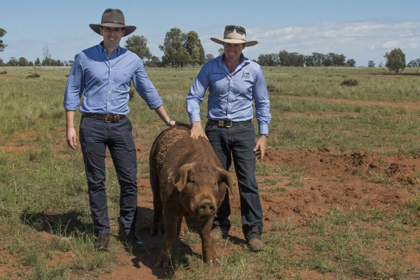 Two men wearing blue shirts and hats stand in a paddock with a brown pig between them.