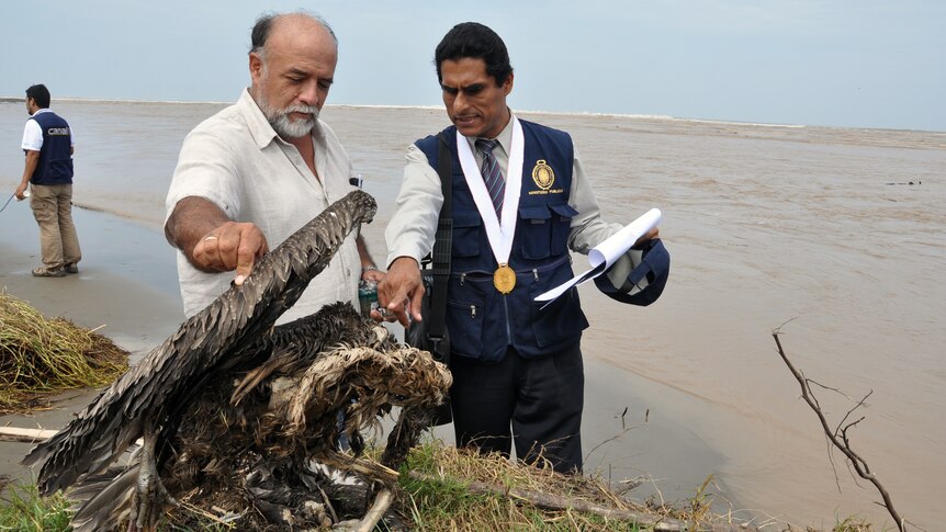 Authorities inspect carcasses of pelicans and other seabird species that have washed ashore on the coast of Peru.