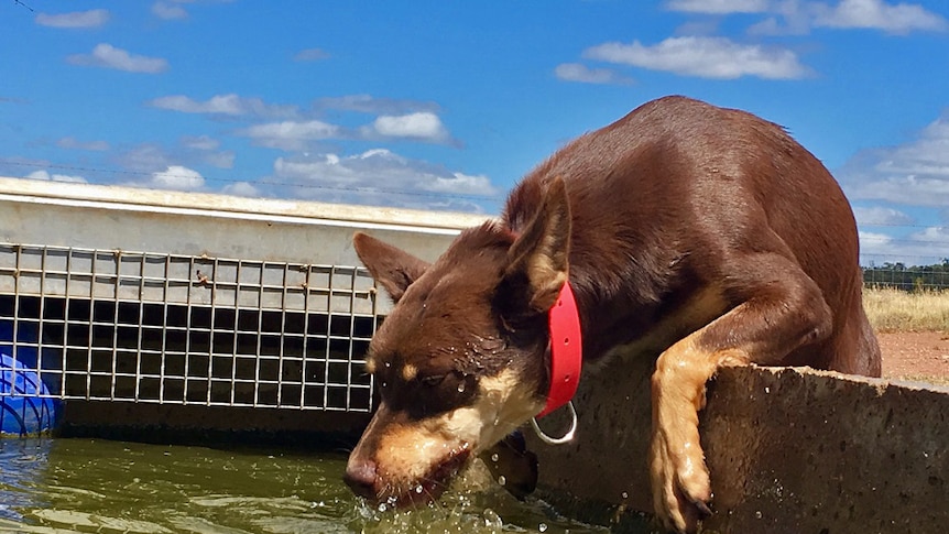 A brown and tan kelpie takes a drink from a trough.