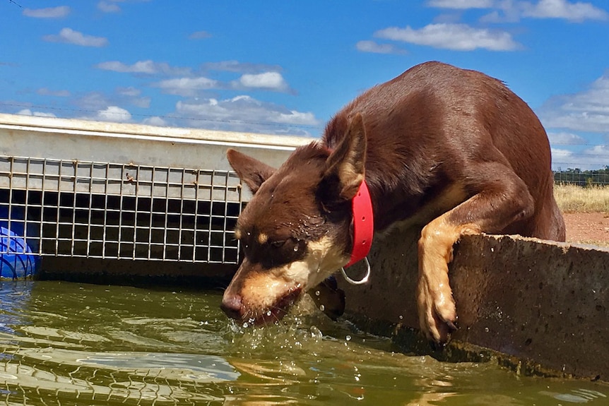 A brown and tan kelpie takes a drink from a trough.