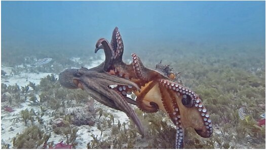 Is the octopus as smart as the human!? - ABC Sydney