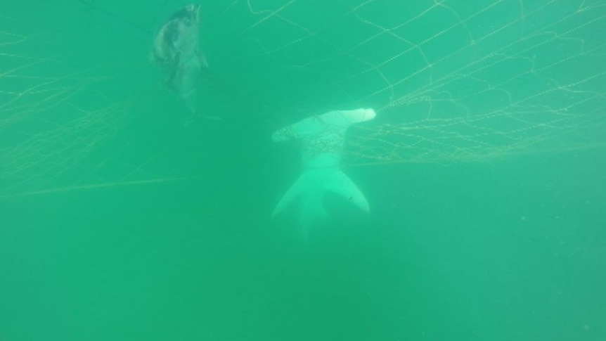 Footage shows sharks caught in drum lines off the coast of Noosa