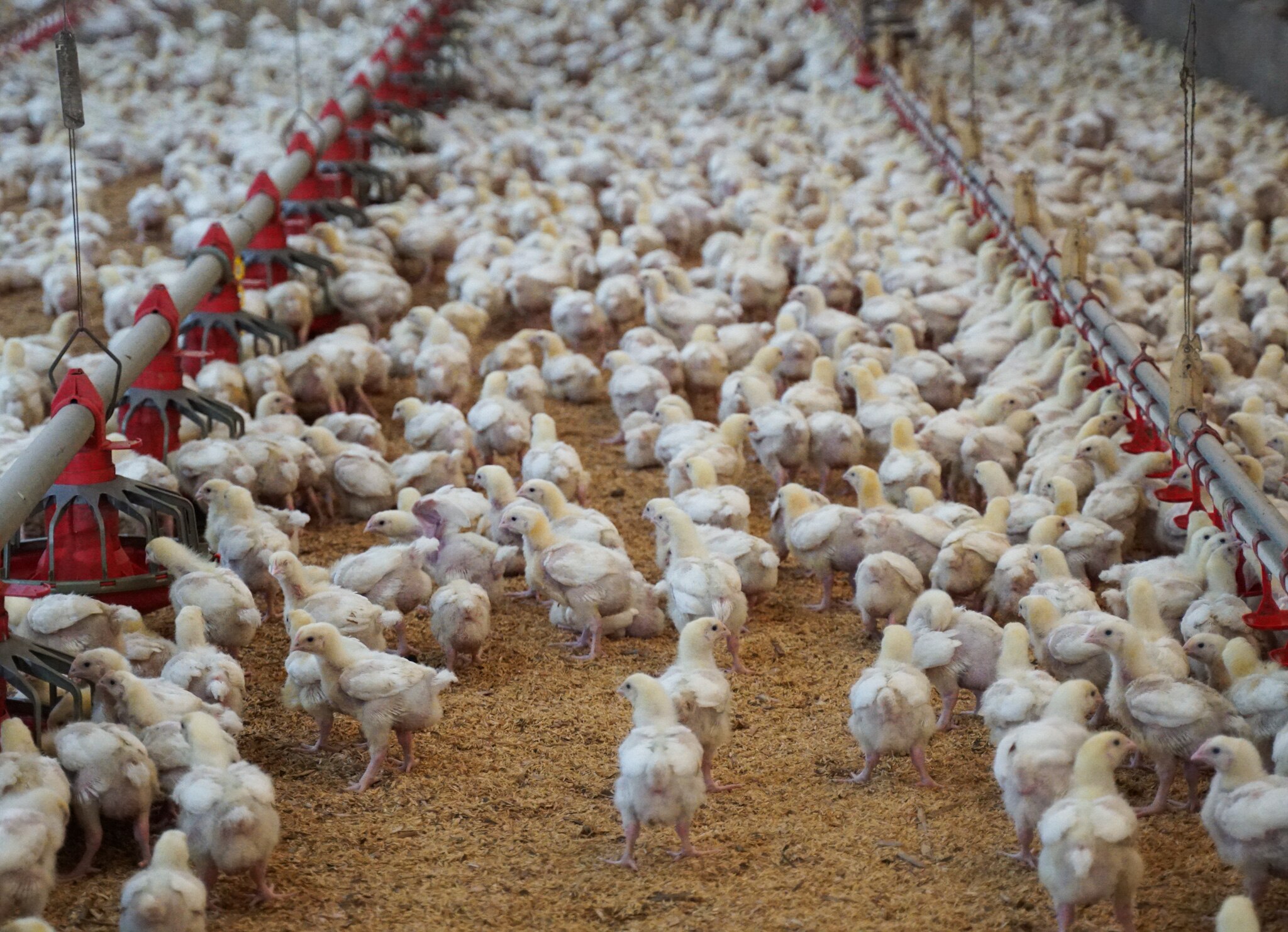 Hundreds of white baby chickens flocked together in a shed.