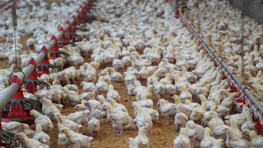 Hundreds of white baby chickens flocked together in a shed.