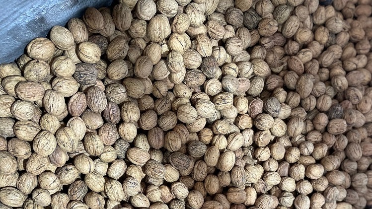 A large box of freshly picked walnuts in their shells at a Coal River Valley farm in Tasmania