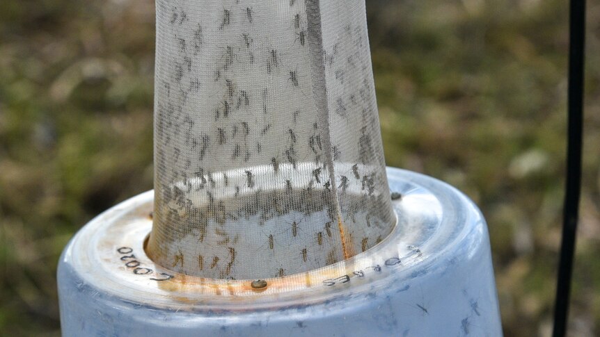 Mosquitoes cling to the inside of a netted sleeve attached, which has a blue plastic bucket hanging below it.