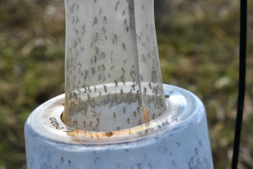 Mosquitoes cling to the inside of a netted sleeve attached, which has a blue plastic bucket hanging below it.