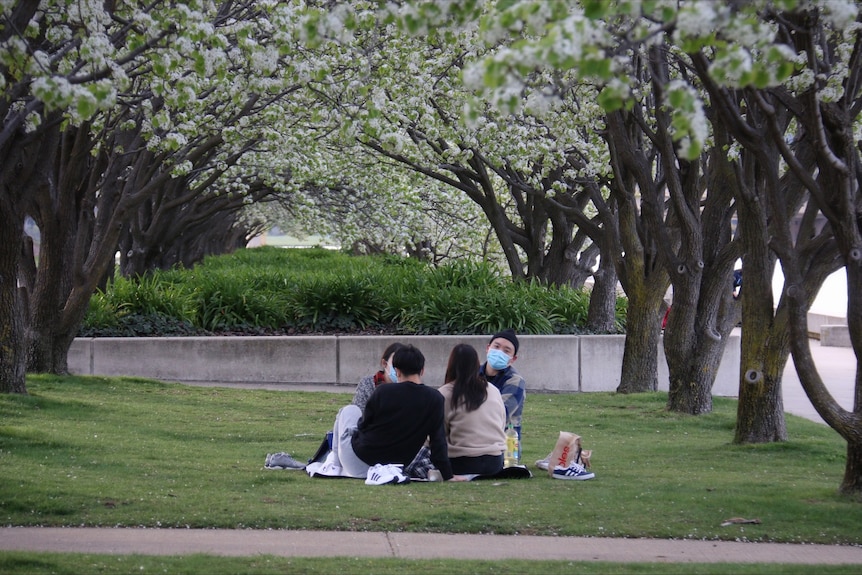 A group have a picnic in a row of trees.