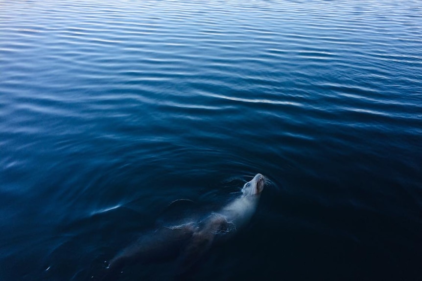 A seal reclines in the water