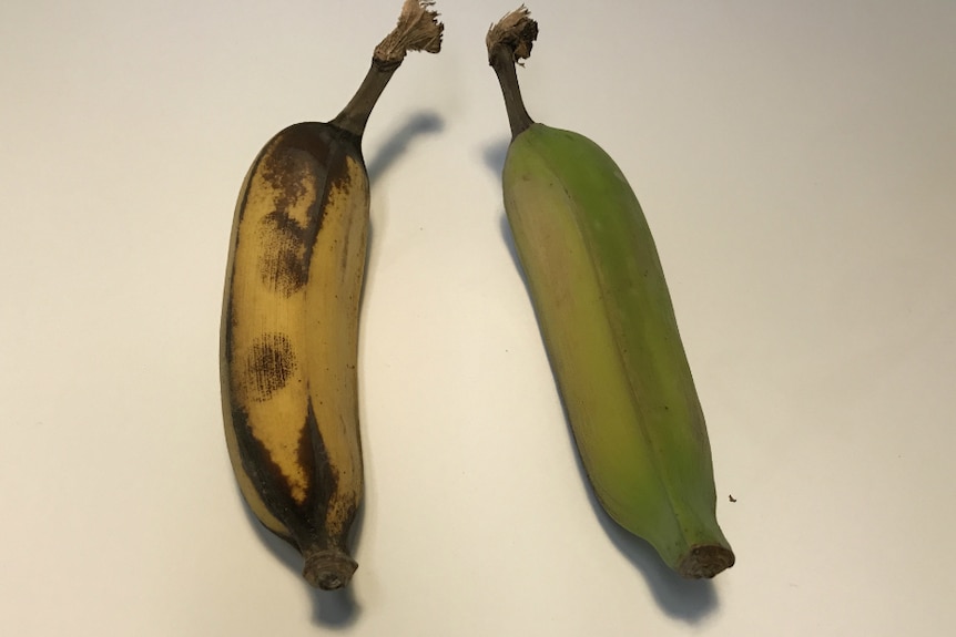 An untreated banana compared to a treated banana after 11 days on a shelf.