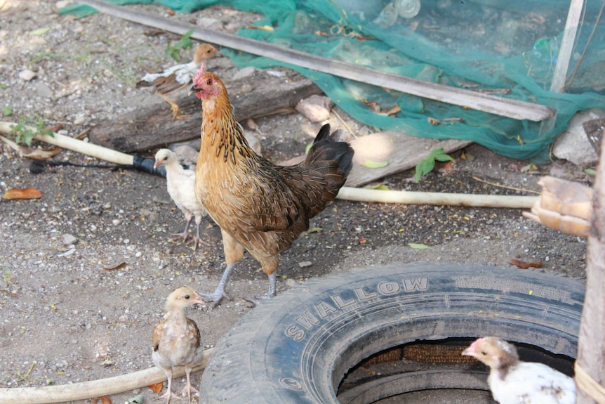 Red hen and chicks roaming free in East Timor village.